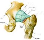 Anatomie: heup,bovenbeen,knie,onderbeen,enkel,voet,acetabulum,collum femoris,trachanter,femur,epicondyl,meniscus,kruisband,cruciate ligament,patella,knieschijf,tibia,fibula,malleolus,talus,calcaneus,tarsus,metatarsus,phalanx,falanx,quadriceps femoris,rectus femoris,sartorius,tensor fasciae latae,tractus iliotibialis,biceps femoris,gastrocnemius,semimembranosus,semitendinosus,soleus,suralis,vena saphena parva,vena saphena magna,sciatic,ischiadicus,peronea